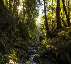 The creeks in Lost Coast Redwoods provide healthy habitat for coho salmon and steelhead trout. Photo by Max Whittaker, courtesy of Save the Redwoods League.