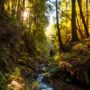 The creeks in Lost Coast Redwoods provide healthy habitat for coho salmon and steelhead trout. Photo by Max Whittaker, courtesy of Save the Redwoods League.