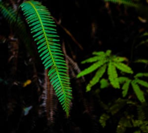 Western sword fern in Lost Coast Redwoods. Photo by Max Whittaker, courtesy of Save the Redwoods League.