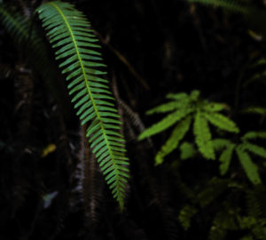 Western sword fern in Lost Coast Redwoods. Photo by Max Whittaker, courtesy of Save the Redwoods League.