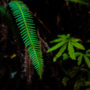 Western sword fern in Lost Coast Redwoods. Photo by Max Whittaker, courtesy of Save the Redwoods League.