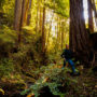 Estelle Clifton, registered professional forester and botanist with North Coast Resource Management (NCRM), hikes on the Lost Coast Redwoods property near Rockport, California on December 2, 2021. Photo by Max Whittaker, courtesy of Save the Redwoods League.