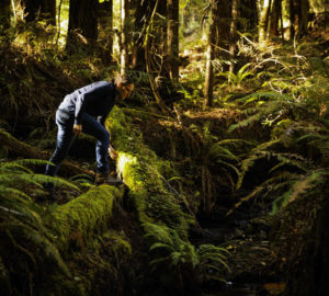 Estelle Clifton, registered professional forester and botanist with North Coast Resource Management (NCRM), gazes into one of the creeks in Lost Coast Redwoods.  Photo by Max Whittaker, courtesy of Save the Redwoods League.