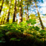 Redwood sorrel in Lost Coast Redwoods. Photo by Max Whittaker, courtesy of Save the Redwoods League.