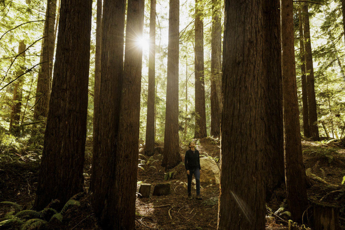 A woman stands in a forest looking up at the trees.