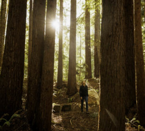 A woman stands in a forest looking up at the trees.