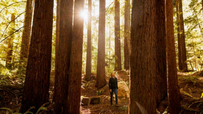 A woman stands in a forest looking up at the trees.