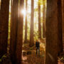 Lost Coast Redwoods can become a magical coastal redwood destination for all people. Photo by Max Whittaker, courtesy of Save the Redwoods League.