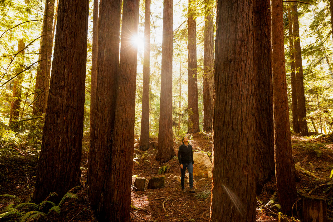 Woman standing in a grove at Lost Coast Redwoods