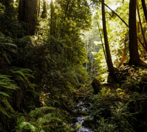 Cottaneva and Dunn Creeks traverse Lost Coast Redwoods, and both have been identified by the California Department of Fish and Wildlife as critical habitat for spawning and rearing juvenile fish. Photo by Max Whittaker, courtesy of Save the Redwoods League.