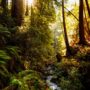 Cottaneva and Dunn Creeks traverse Lost Coast Redwoods, and both have been identified by the California Department of Fish and Wildlife as critical habitat for spawning and rearing juvenile fish. Photo by Max Whittaker, courtesy of Save the Redwoods League.