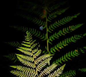 Bracken fern in Lost Coast Redwoods. Photo by Max Whittaker, courtesy of Save the Redwoods League.