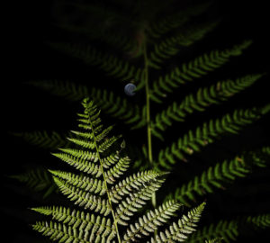 Bracken fern in Lost Coast Redwoods. Photo by Max Whittaker, courtesy of Save the Redwoods League.