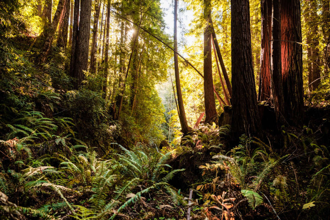 redwood forest