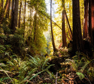 Save the Redwoods League will steward Lost Coast Redwoods and allow it to develop old-growth characteristics.  Photo by Max Whittaker, courtesy of Save the Redwoods League.