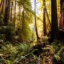 Save the Redwoods League will steward Lost Coast Redwoods and allow it to develop old-growth characteristics.  Photo by Max Whittaker, courtesy of Save the Redwoods League.