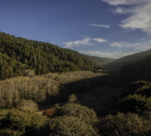 Lost Coast Redwoods has 2,250 acres of second-growth redwood forest that, when protected, will be able to grow old again. Photo by Max Whittaker, courtesy of Save the Redwoods League.