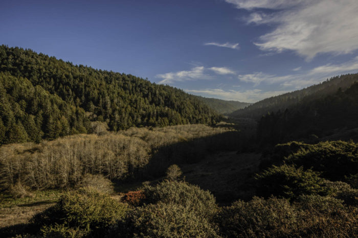 Coast redwoods cover the rolling hills and valleys