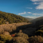 Lost Coast Redwoods has 2,250 acres of second-growth redwood forest that, when protected, will be able to grow old again. Photo by Max Whittaker, courtesy of Save the Redwoods League.