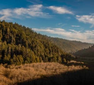 Help us secure the protection of the Lost Coast Redwoods