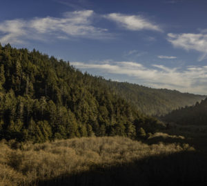 Lost Coast Redwoods has been logged since the 1880s. When protected, the forest will be able to recover old-growth characteristics.Credit: Max Whittaker, courtesy of Save the Redwoods League.