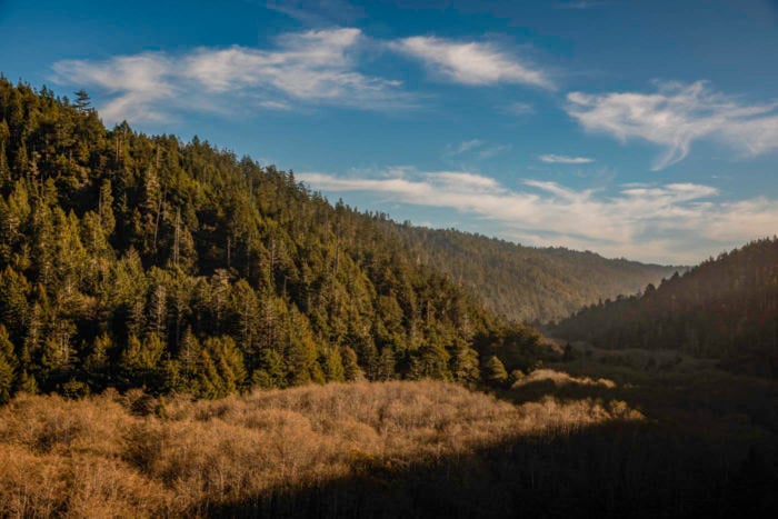 Coast redwoods cover the rolling hills and valleys
