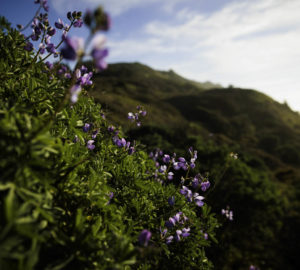 Lupine at Lost Coast Redwoods. The Lost Coast Redwoods property hosts an rich ecosystem including an expansive understory that provides a suitable habitat for northern spotted owl, marbled murrelet and Pacific fisher — all of which are listed under the Endangered Species Act. Photo by Max Whittaker, courtesy of Save the Redwoods League.