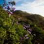 Lupine at Lost Coast Redwoods. The Lost Coast Redwoods property hosts an rich ecosystem including an expansive understory that provides a suitable habitat for northern spotted owl, marbled murrelet and Pacific fisher — all of which are listed under the Endangered Species Act. Photo by Max Whittaker, courtesy of Save the Redwoods League.