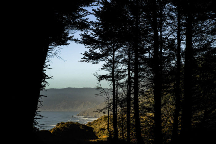 Forest landscape with tree silhouette on coastline