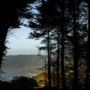 The redwood forest meets the ocean at Lost Coast Redwoods. Photo by Max Whittaker, courtesy of Save the Redwoods League.