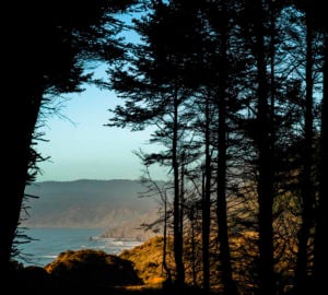 The redwood forest meets the ocean at Lost Coast Redwoods. Photo by Max Whittaker, courtesy of Save the Redwoods League.