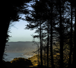 The redwood forest meets the ocean at Lost Coast Redwoods. Photo by Max Whittaker, courtesy of Save the Redwoods League.