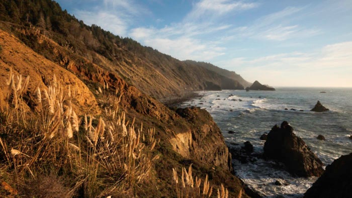 Coast redwoods rising along jagged cliffs seaside at Lost Coast Redwoods