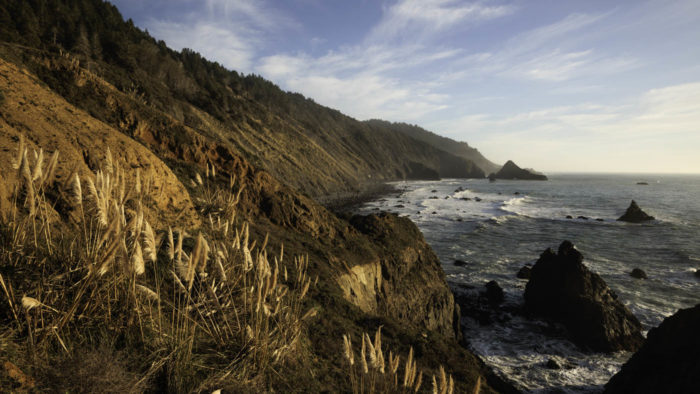 Coast redwoods rising along jagged cliffs seaside at Lost Coast Redwoods