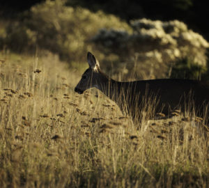 The Lost Coast Redwoods property is home to black-tailed deer, Roosevelt elk and mountain lions. There’s also suitable habitat for northern spotted owl, marbled murrelet and Pacific fisher — all of which are listed under the Endangered Species Act.  Photo by Max Whittaker, courtesy of Save the Redwoods League.