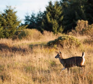 The Lost Coast Redwoods property is home to black-tailed deer, Roosevelt elk and mountain lions. There’s also suitable habitat for northern spotted owl, marbled murrelet and Pacific fisher — all of which are listed under the Endangered Species Act.  Photo by Max Whittaker, courtesy of Save the Redwoods League.