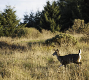 The Lost Coast Redwoods property is home to black-tailed deer, Roosevelt elk and mountain lions. There’s also suitable habitat for northern spotted owl, marbled murrelet and Pacific fisher — all of which are listed under the Endangered Species Act.  Photo by Max Whittaker, courtesy of Save the Redwoods League.