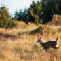 The Lost Coast Redwoods property is home to black-tailed deer, Roosevelt elk and mountain lions. There’s also suitable habitat for northern spotted owl, marbled murrelet and Pacific fisher — all of which are listed under the Endangered Species Act.  Photo by Max Whittaker, courtesy of Save the Redwoods League.