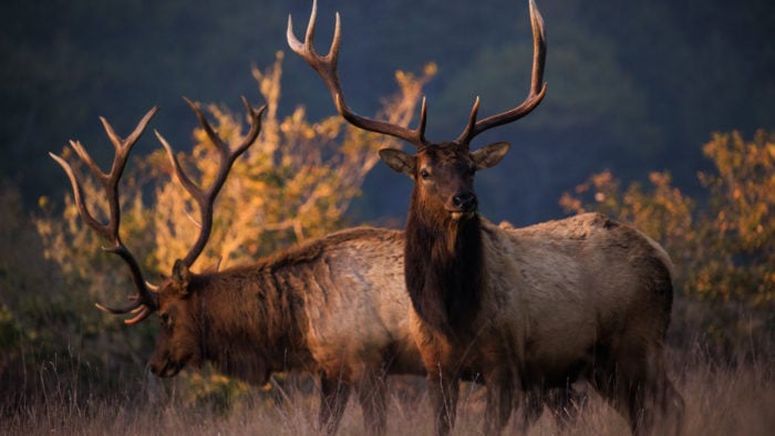 Two Roosevelt elk with large antlers graze among the tall grasses. 