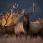 Roosevelt elk at the Lost Coast Redwoods property. Photo by Max Whittaker, courtesy of Save the Redwoods League.