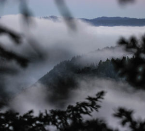 Lost Coast Redwoods is at a convergence of the traditional territories of the Sinkyone, Cahto, and Coast Yuki peoples. Photo by Max Whittaker, courtesy of Save the Redwoods League.