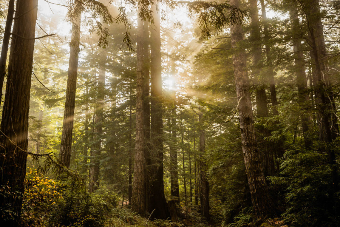 Backlit second-growth redwood stands