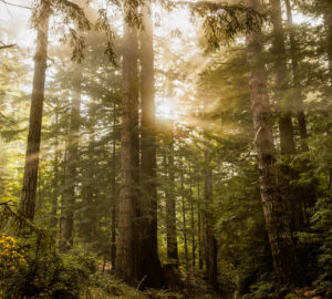 Young redwoods can grow very quickly; some trees grow more than 200 feet tall in less than a century. Therefore, they can store a substantial amount of carbon in their wood in a relatively short period. Photo by Max Whittaker, courtesy of Save the Redwoods League.