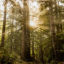 Young redwoods can grow very quickly; some trees grow more than 200 feet tall in less than a century. Therefore, they can store a substantial amount of carbon in their wood in a relatively short period. Photo by Max Whittaker, courtesy of Save the Redwoods League.