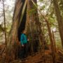 Becky Bremser, director of land protection for Save the Redwoods League tours the 3,100-acre Lost Coast Redwoods property near Rockport, California on December 3, 2021. Photo by Max Whittaker, courtesy of Save the Redwoods League.