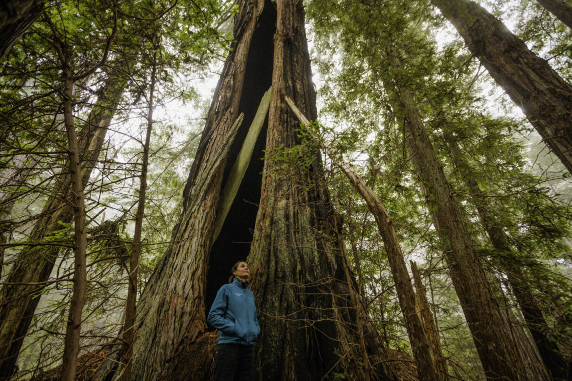 Becky Bresmer standing next to a mature redwood tree