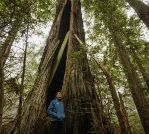 Becky Bresmer standing next to a mature redwood tree