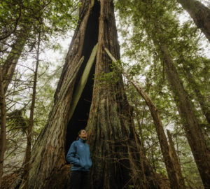 Becky Bremser, director of land protection for Save the Redwoods League tours the 3,100-acre Lost Coast Redwoods property near Rockport, California on December 3, 2021. Bremser has led the acquisition of Lost Coast Redwoods since 2019. Photo by Max Whittaker, courtesy of Save the Redwoods League.