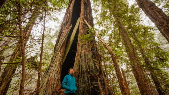 woman standing next to a redwood tree