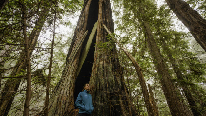 woman standing next to a redwood tree